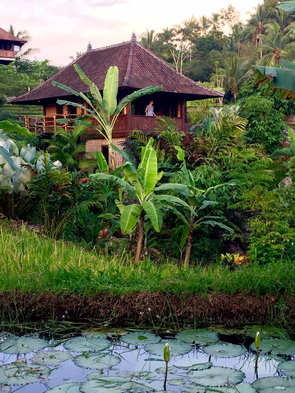 The Little Padi Bungalow in evening light, a red tiled roof above banana plants and a pond of lotus leaves in the foreground.